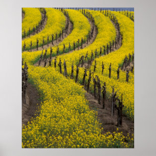 USA, Kalifornien, Napa Valley, Los Carneros Ava. Poster