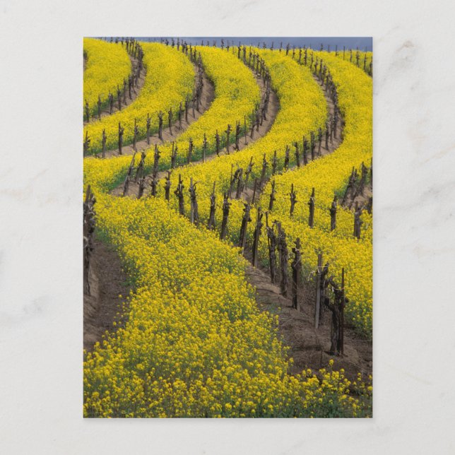 USA, Kalifornien, Napa Valley, Los Carneros Ava. Postkarte (Vorderseite)