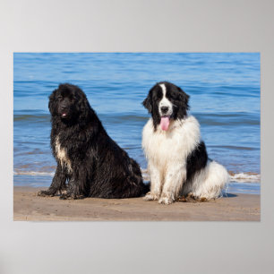 USA, Kalifornien. Neufundländer sitzen Poster