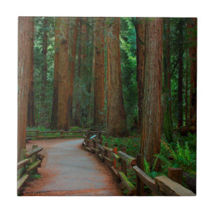 USA, Kalifornien. Pfad unter Redwood in Muir Fliese