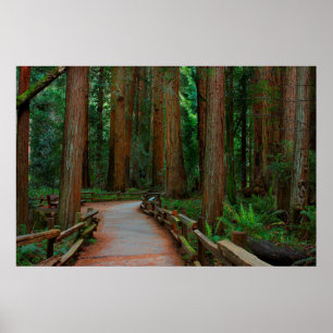 USA, Kalifornien. Pfad unter Redwood in Muir Poster