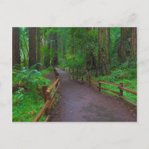 USA, Kalifornien. Pfad unter Redwoods Postkarte
