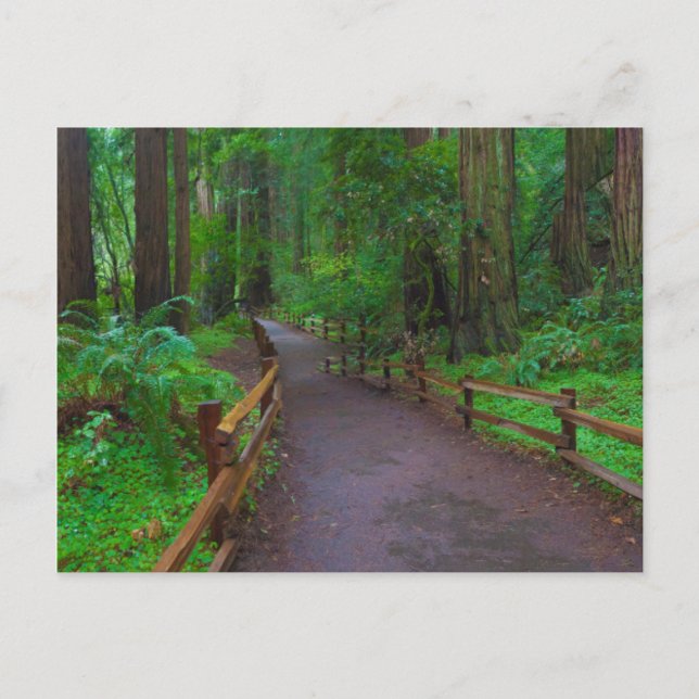 USA, Kalifornien. Pfad unter Redwoods Postkarte (Vorderseite)