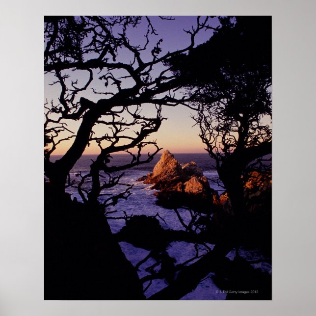 USA, Kalifornien, Point Lobos, Cypress tree und Poster (Vorne)
