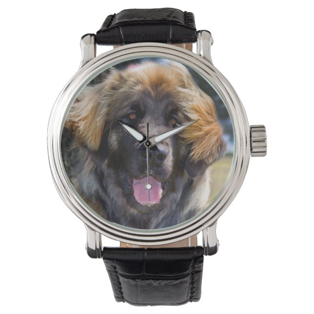 USA, Kalifornien. Portrait von Leonberger sitzend Armbanduhr (Vorderseite)