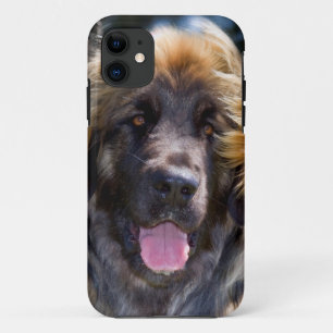 USA, Kalifornien. Portrait von Leonberger sitzend Case-Mate iPhone Hülle