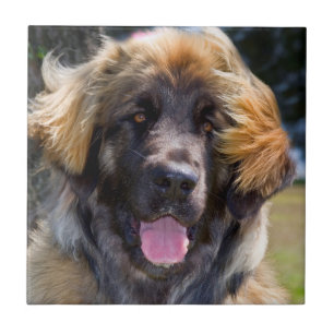 USA, Kalifornien. Portrait von Leonberger sitzend Fliese