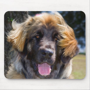 USA, Kalifornien. Portrait von Leonberger sitzend Mousepad
