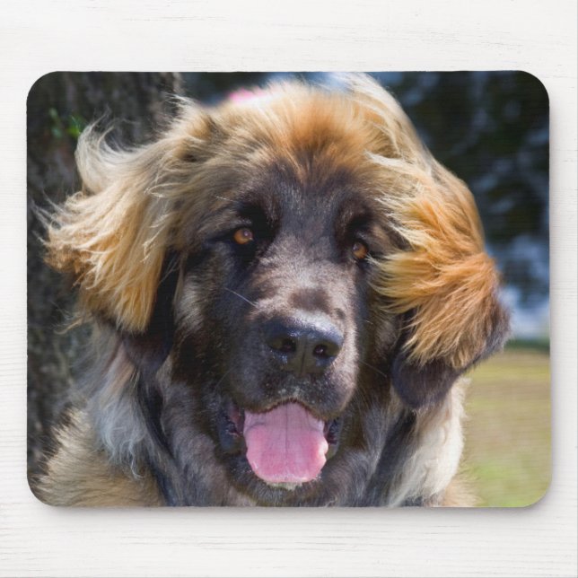 USA, Kalifornien. Portrait von Leonberger sitzend Mousepad (Vorne)