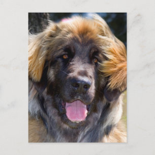 USA, Kalifornien. Portrait von Leonberger sitzend Postkarte