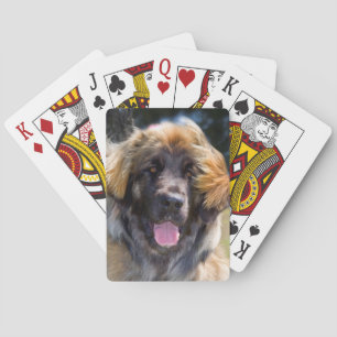 USA, Kalifornien. Portrait von Leonberger sitzend Spielkarten