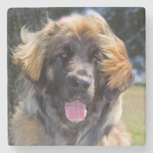 USA, Kalifornien. Portrait von Leonberger sitzend Steinuntersetzer