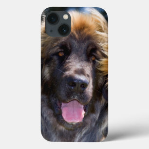 USA, Kalifornien. Porträt eines sitzenden Leonberg Case-Mate iPhone Hülle