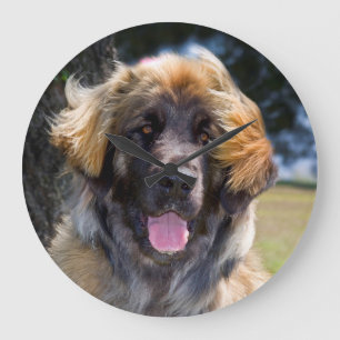 USA, Kalifornien. Porträt eines sitzenden Leonberg Große Wanduhr