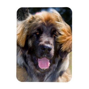 USA, Kalifornien. Porträt eines sitzenden Leonberg Magnet