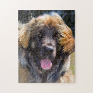 USA, Kalifornien. Porträt eines sitzenden Leonberg Puzzle