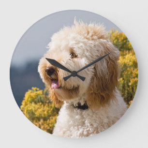 USA, Kalifornien. Porträt von Labradoodle 3 Große Wanduhr