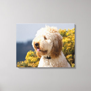 USA, Kalifornien. Porträt von Labradoodle 3 Leinwanddruck