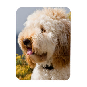 USA, Kalifornien. Porträt von Labradoodle 3 Magnet