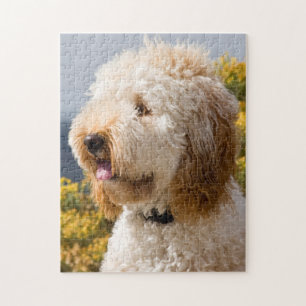 USA, Kalifornien. Porträt von Labradoodle 3 Puzzle