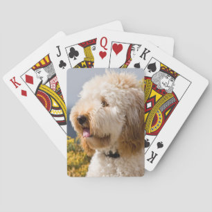 USA, Kalifornien. Porträt von Labradoodle 3 Spielkarten