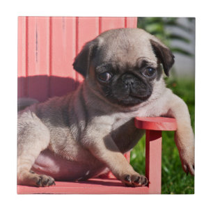 USA, Kalifornien. Pug Puppy Slouching Fliese