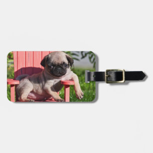 USA, Kalifornien. Pug Puppy Slouching Gepäckanhänger
