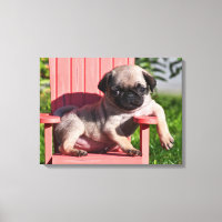 USA, Kalifornien. Pug Puppy Slouching