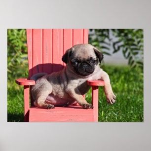 USA, Kalifornien. Pug Puppy Slouching Poster