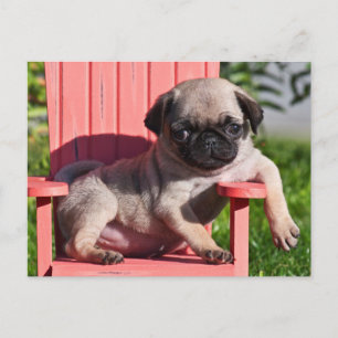 USA, Kalifornien. Pug Puppy Slouching Postkarte