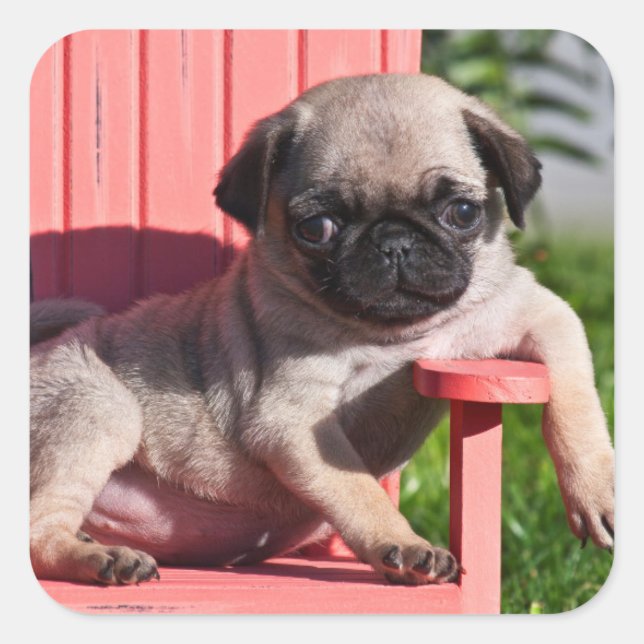 USA, Kalifornien. Pug Puppy Slouching Quadratischer Aufkleber (Vorderseite)