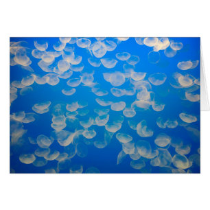 USA, Kalifornien. Quallen in der Bucht von Montere