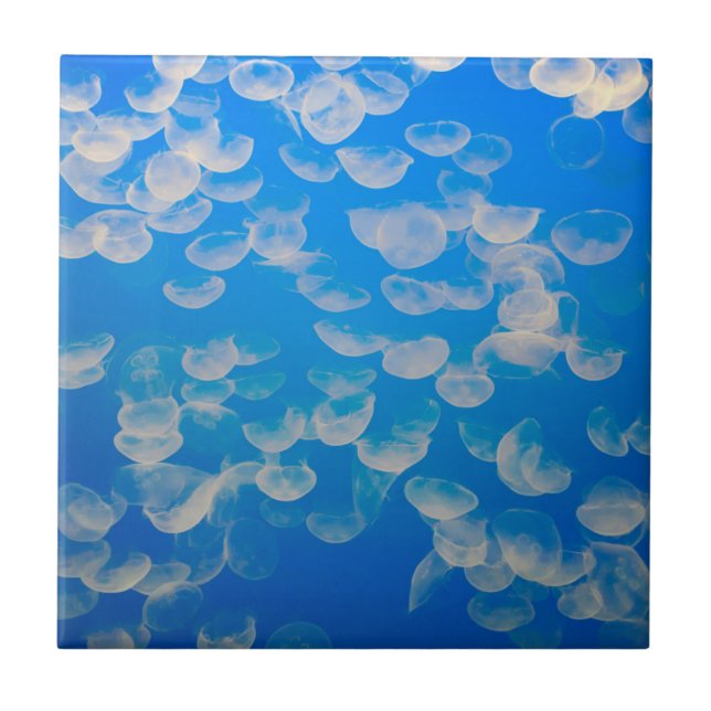 USA, Kalifornien. Quallen in der Bucht von Montere Fliese (Vorderseite)