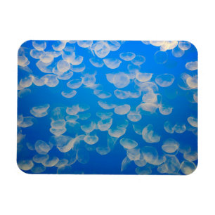 USA, Kalifornien. Quallen in der Bucht von Montere Magnet