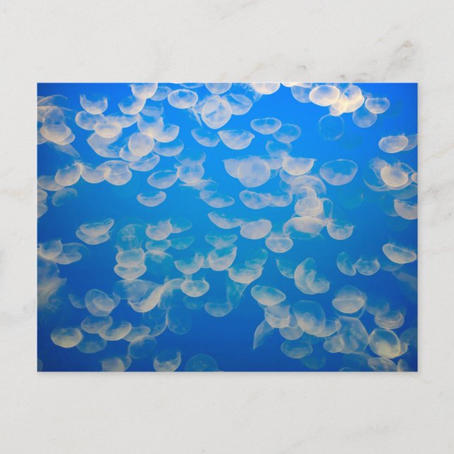 USA, Kalifornien. Quallen in der Bucht von Montere Postkarte (Vorderseite)