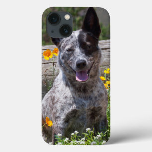 USA, Kalifornien. Queensland-Heiler, der 2 sitzt Case-Mate iPhone Hülle