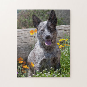 USA, Kalifornien. Queensland Heiler Sitting 2 Puzzle