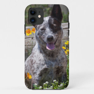 USA, Kalifornien. Queensland-Heiler Sitzung 2 iPhone 11 Hülle