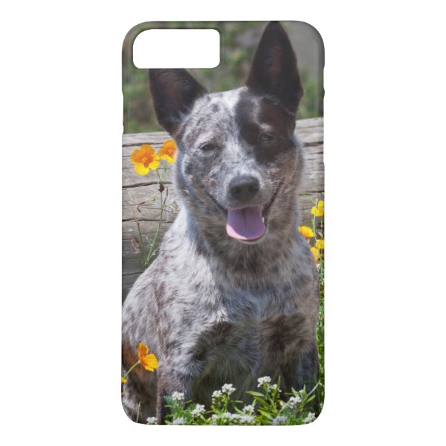 USA, Kalifornien. Queensland-Heiler Sitzung 2 Case-Mate iPhone Hülle (Rückseite)