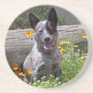 USA, Kalifornien. Queensland-Heiler Sitzung 2 Getränkeuntersetzer