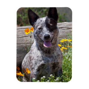 USA, Kalifornien. Queensland-Heiler Sitzung 2 Magnet