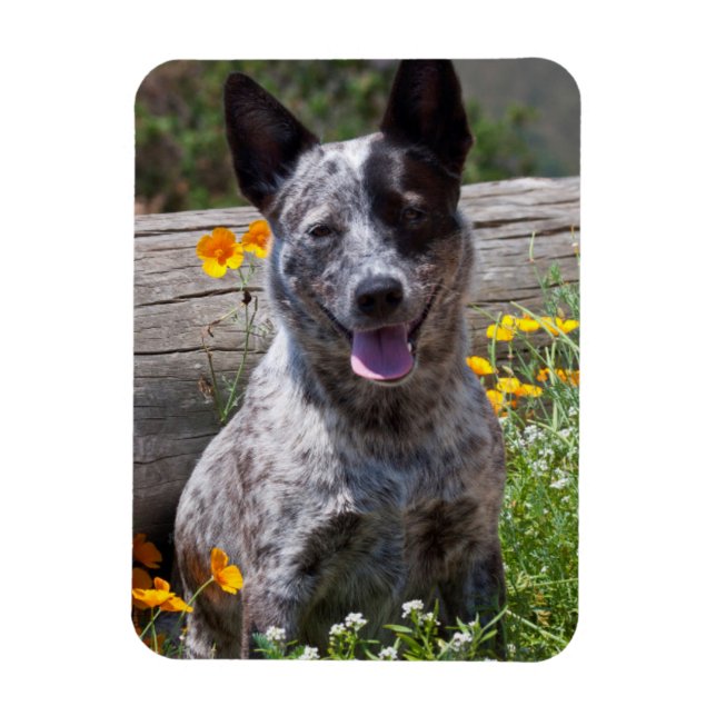 USA, Kalifornien. Queensland-Heiler Sitzung 2 Magnet (Vertikal)