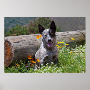 USA, Kalifornien. Queensland-Heiler Sitzung 2 Poster