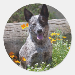 USA, Kalifornien. Queensland-Heiler Sitzung 2 Runder Aufkleber