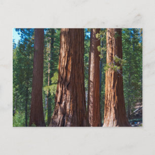USA, Kalifornien. Redwood-Baumstämme, Mariposa Postkarte