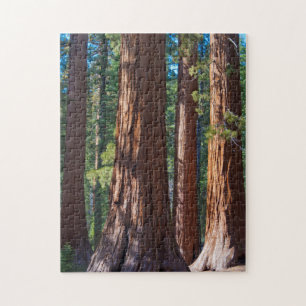 USA, Kalifornien. Redwood-Baumstämme, Mariposa Puzzle