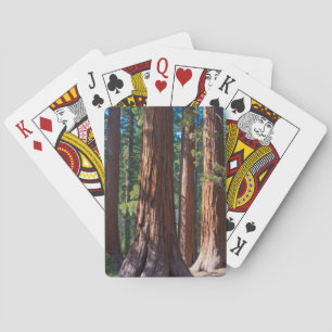 USA, Kalifornien. Redwood-Baumstämme, Mariposa Spielkarten
