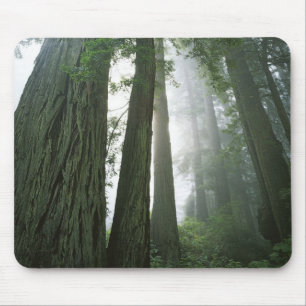 USA, Kalifornien, Redwood National Park, 2 Mousepad
