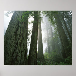 USA, Kalifornien, Redwood National Park, 2 Poster