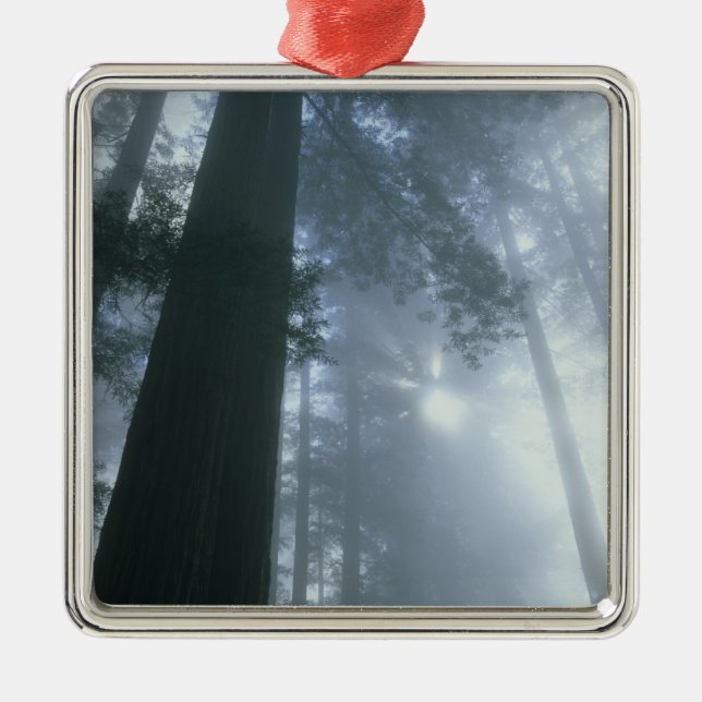 USA, Kalifornien, Redwood National Park, Del Ornament Aus Metall (Vorne)